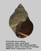 Echinolittorina sundaica